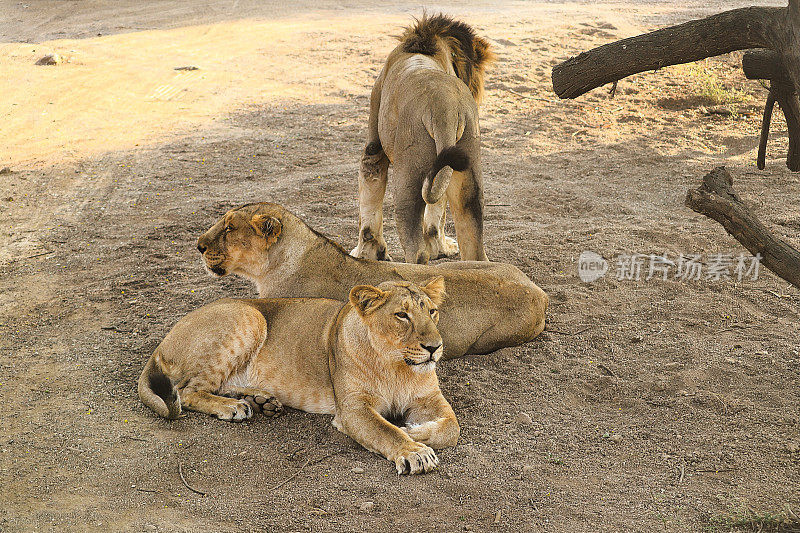 亚洲狮科，狮(Panthera leo persica)亚洲狮是美洲豹。它的活动范围仅限于印度古吉拉特邦的吉尔国家公园和周边地区。狮子家族在野生动物中休息。